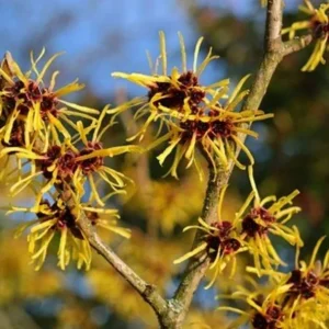 Witch Hazel Live Plant – Quart Pot – Fragrant Fall Blooming Shrub - Image 2