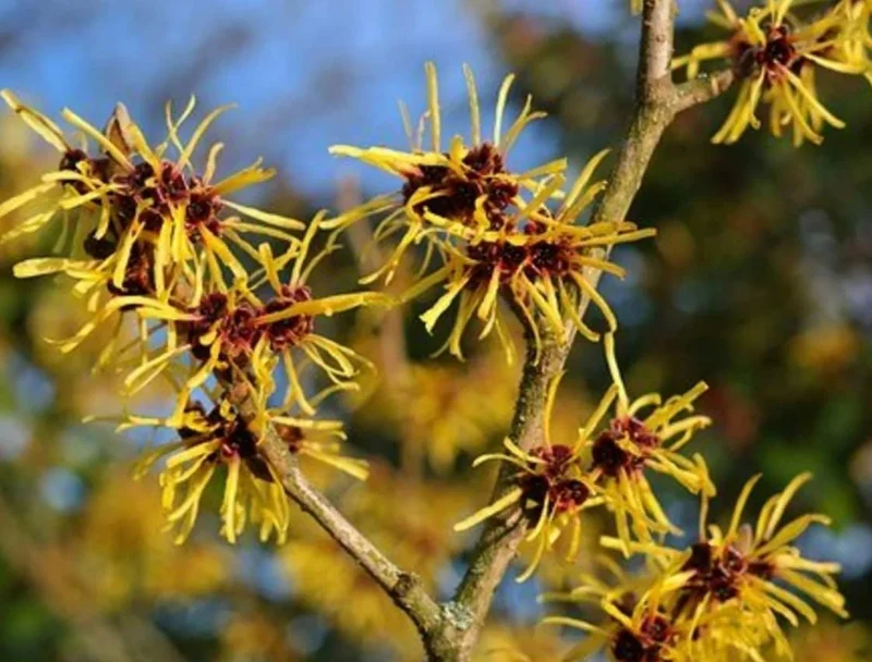 Witch Hazel Live Plant – Quart Pot – Fragrant Fall Blooming Shrub - Image 2