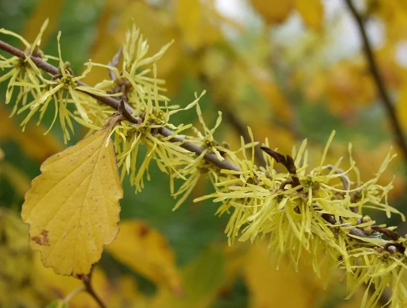 Witch Hazel Live Plant – Quart Pot – Fragrant Fall Blooming Shrub - Image 3