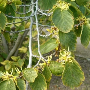Witch Hazel Live Plant – Quart Pot – Fragrant Fall Blooming Shrub - Image 4