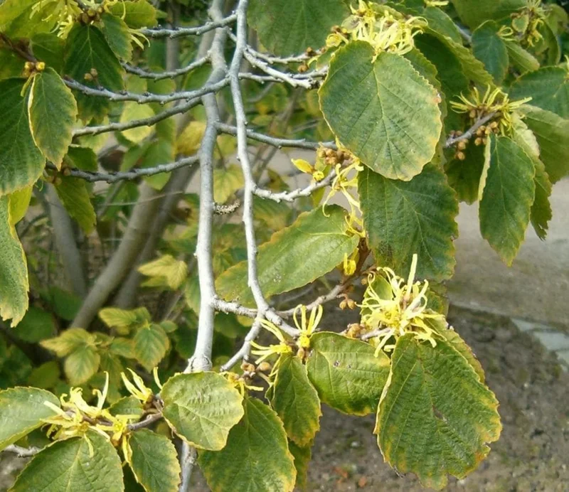 Witch Hazel Live Plant – Quart Pot – Fragrant Fall Blooming Shrub - Image 4