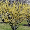 Witch Hazel Live Plant – Quart Pot – Fragrant Fall Blooming Shrub - Image 1