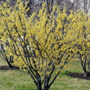 Witch Hazel Live Plant – Quart Pot – Fragrant Fall Blooming Shrub - Image 1