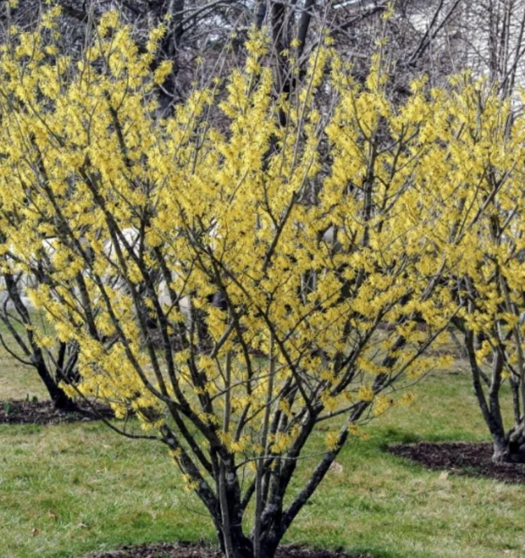 Witch Hazel Live Plant – Quart Pot – Fragrant Fall Blooming Shrub - Image 1
