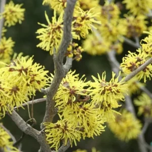 Witch Hazel Live Plant – Quart Pot – Fragrant Fall Blooming Shrub - Image 5