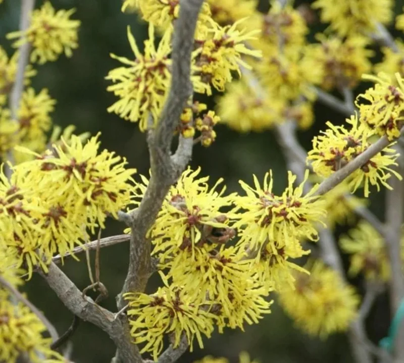 Witch Hazel Live Plant – Quart Pot – Fragrant Fall Blooming Shrub - Image 5