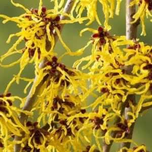 Witch Hazel Live Plant – Quart Pot – Fragrant Fall Blooming Shrub - Image 6