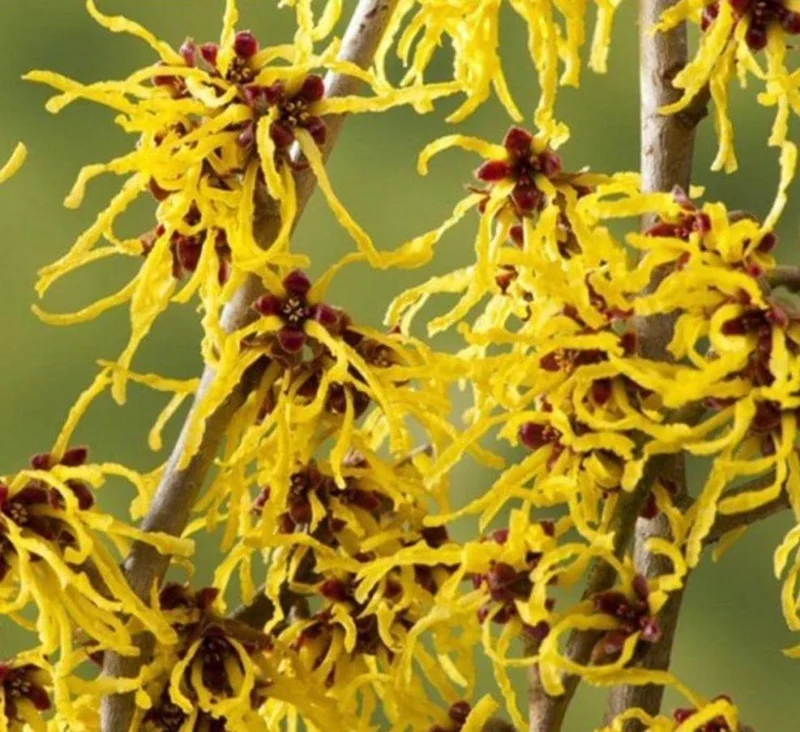 Witch Hazel Live Plant – Quart Pot – Fragrant Fall Blooming Shrub - Image 6