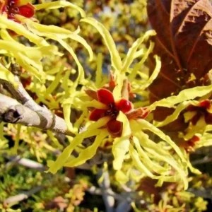 Witch Hazel Live Plant – Quart Pot – Fragrant Fall Blooming Shrub - Image 7