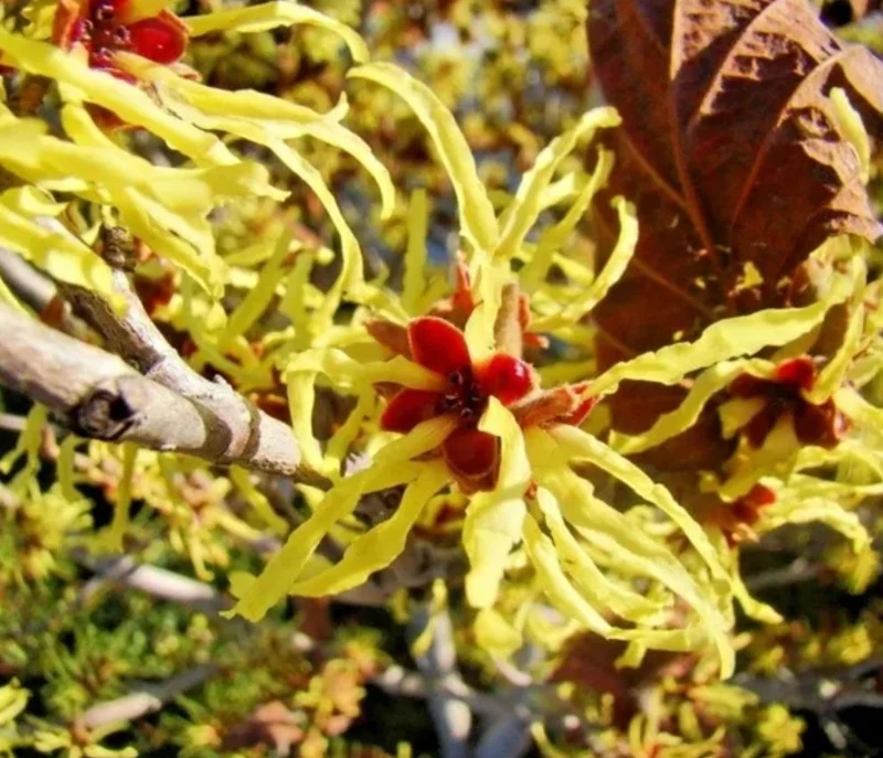 Witch Hazel Live Plant – Quart Pot – Fragrant Fall Blooming Shrub - Image 7