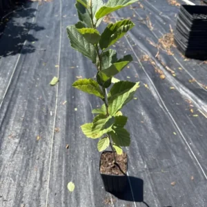 Witch Hazel Live Plant – Quart Pot – Fragrant Fall Blooming Shrub - Image 8