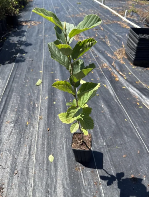 Witch Hazel Live Plant – Quart Pot – Fragrant Fall Blooming Shrub - Image 8