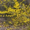 Witch Hazel Tree Live Plant - Hamamelis virginiana - 12-24 inches Tall - Native Tree - Image 1