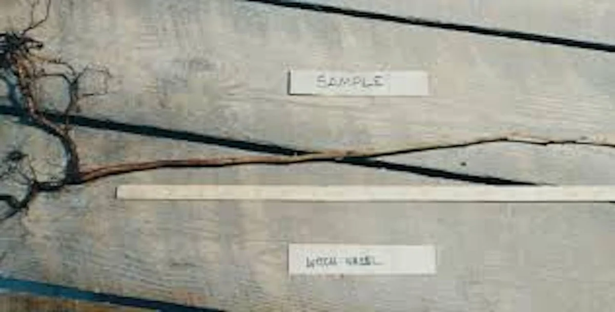 Witch Hazel Tree Live Plant – Hamamelis virginiana Native – 12-24in Tall - Image 2