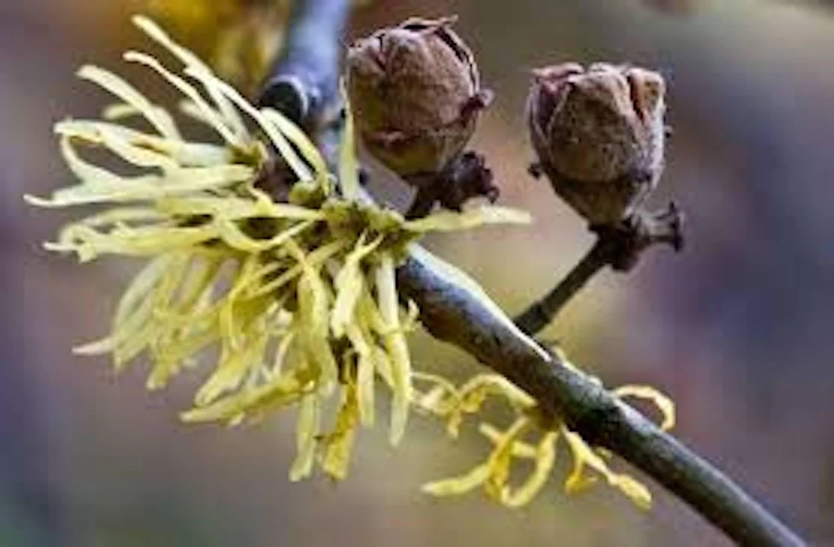 Witch Hazel Tree Live Plant – Hamamelis virginiana Native – 12-24in Tall - Image 4
