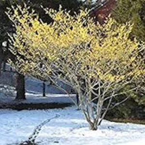 Witch Hazel Tree Live Plant – Hamamelis virginiana Native – 12-24in Tall - Image 5