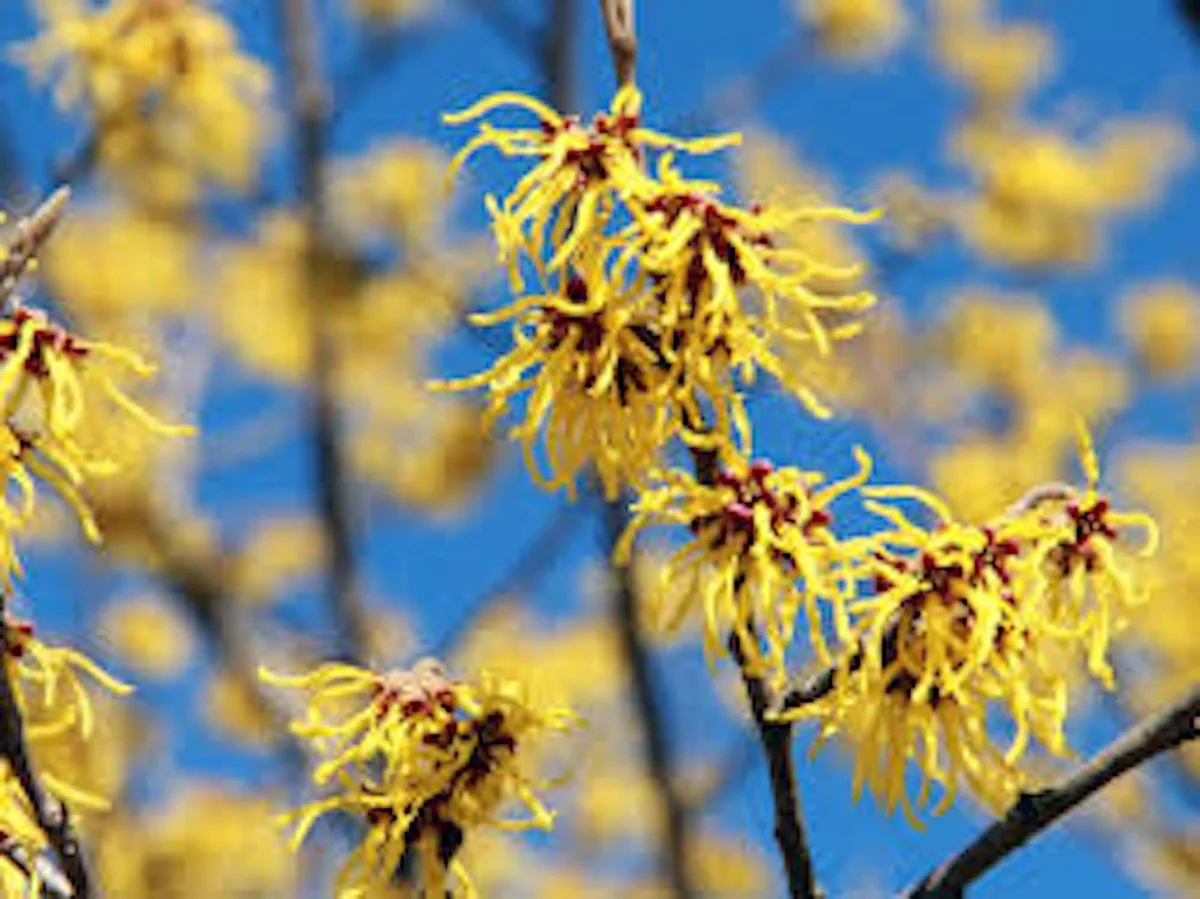 Witch Hazel Tree Live Plant – Hamamelis virginiana Native – 12-24in Tall - Image 6