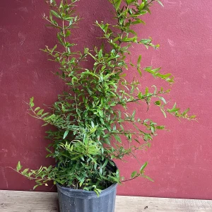 Wonderful Pomegranate Live Tree – 3 Gallon Pot – Sweet-Tart Fruit – Outdoor - Image 3