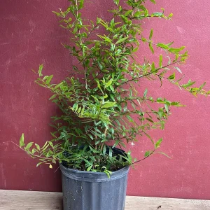 Wonderful Pomegranate Live Tree – 3 Gallon Pot – Sweet-Tart Fruit – Outdoor - Image 7