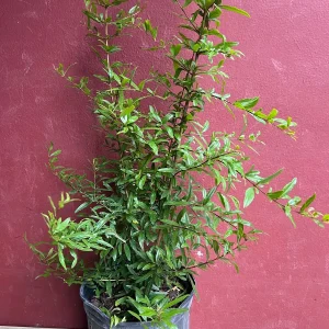 Wonderful Pomegranate Live Tree – 3 Gallon Pot – Sweet-Tart Fruit – Outdoor - Image 9