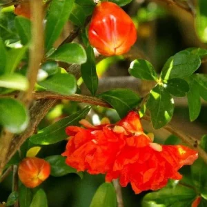 Wonderful Pomegranate Tree Live Plant – 1-2 Feet Tall – Grown in 6 Inch Pot - Image 2