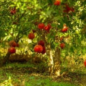 Wonderful Pomegranate Tree Live Plant – 1-2 Feet Tall – Grown in 6 Inch Pot - Image 3