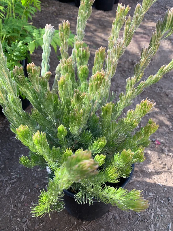 Woolly Bush (Adenanthos Sericeus) Ship in 6" Pot - Image 1