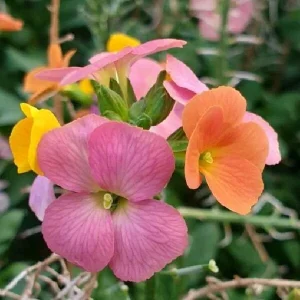 Wormseed Wallflower Live Plant - Erysimum Cheiranthoides Perennial Flower, 18-24 inches tall, Outdoor - Image 5