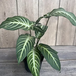Xanthosoma Lindenii Magnificum Live Plant – Angel Wing Plant – 6 inch Pot - Image 3