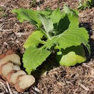 Yacon Root Live Plant - Smallanthus sonchifolius Bolivian Sunroot Starter - Image 1