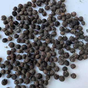 Yanang Vine Seeds - Tiliacora Triandra - Green Glass Jelly Vine Seeds - Culinary & Ornamental - Image 2