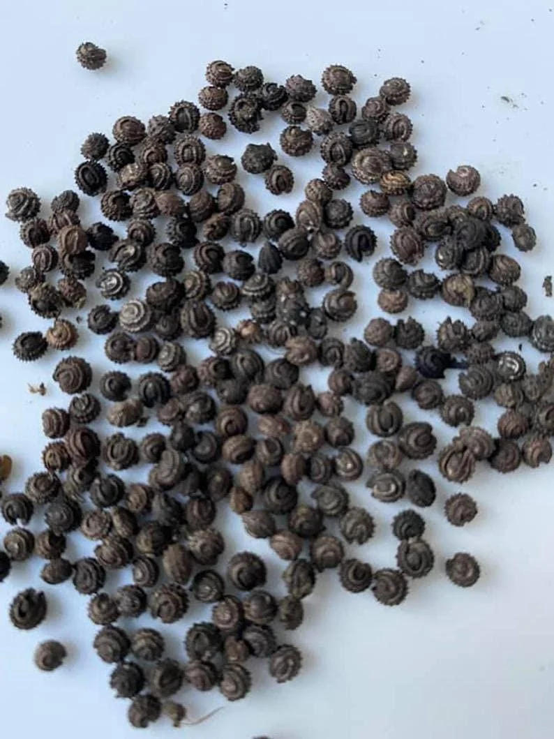 Yanang Vine Seeds - Tiliacora Triandra - Green Glass Jelly Vine Seeds - Culinary & Ornamental - Image 2