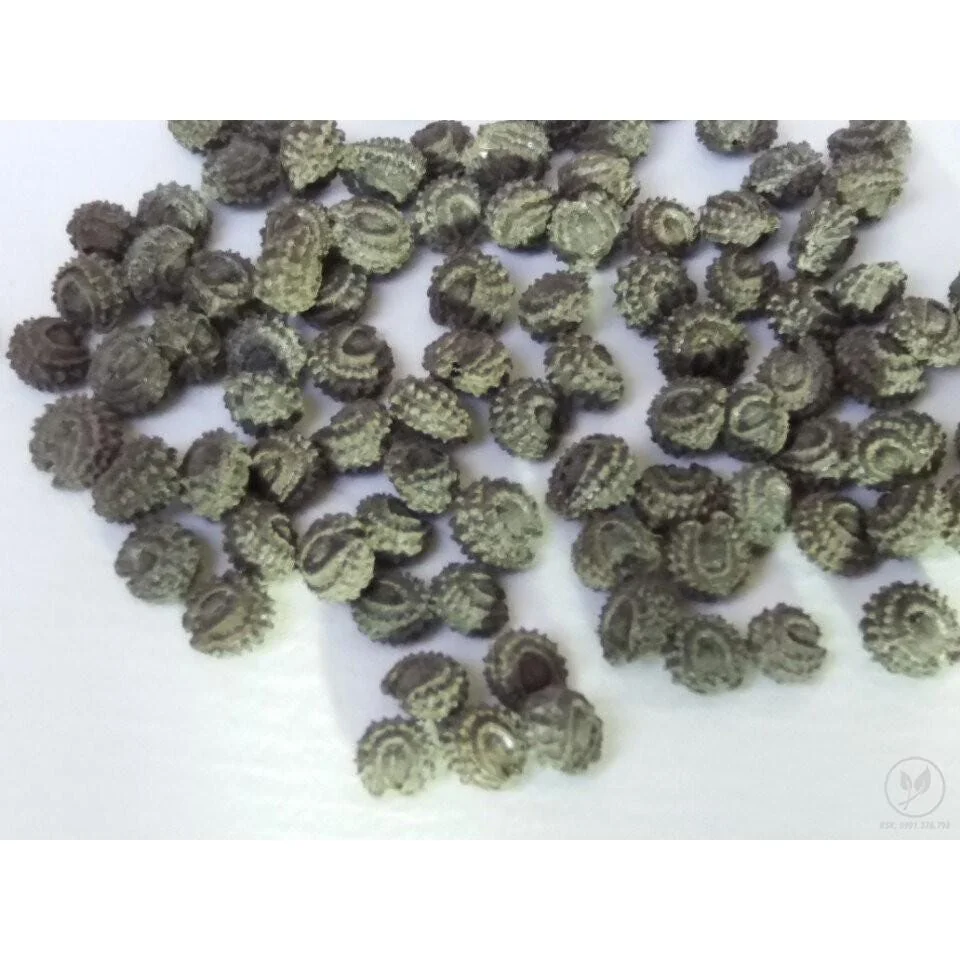 Yanang Vine Seeds - Tiliacora Triandra - Green Glass Jelly Vine Seeds - Culinary & Ornamental - Image 3