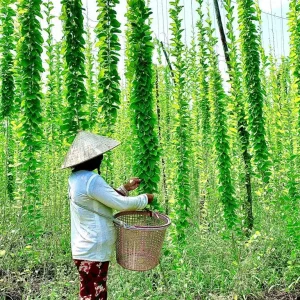 Yanang Vine Seeds - Tiliacora Triandra - Green Glass Jelly Vine Seeds - Culinary & Ornamental - Image 4