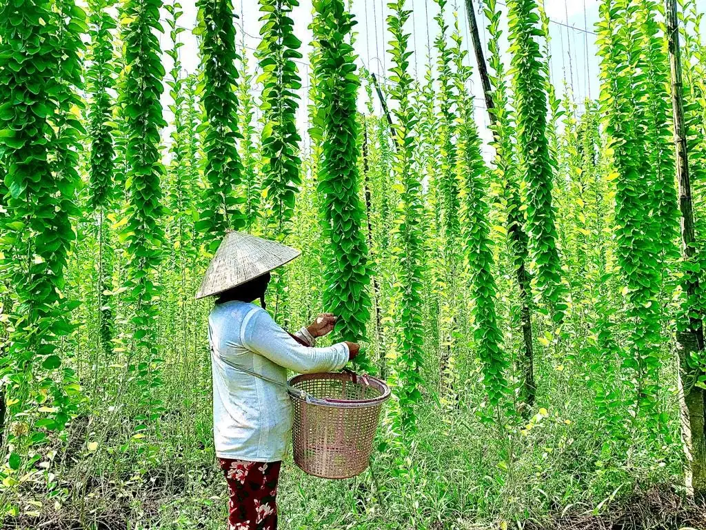 Yanang Vine Seeds - Tiliacora Triandra - Green Glass Jelly Vine Seeds - Culinary & Ornamental - Image 4