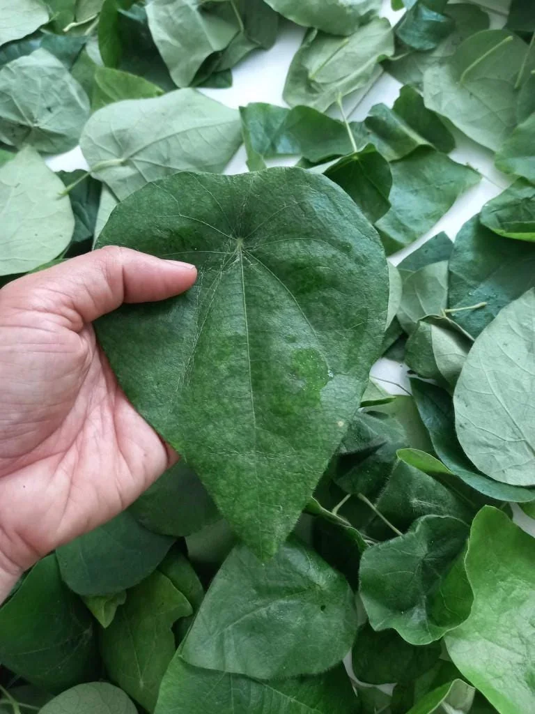 Yanang Vine Seeds - Tiliacora Triandra - Green Glass Jelly Vine Seeds - Culinary & Ornamental - Image 1