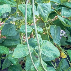Yard Long Green Bean Seeds - Non-GMO Vegetable Seeds, 12-16