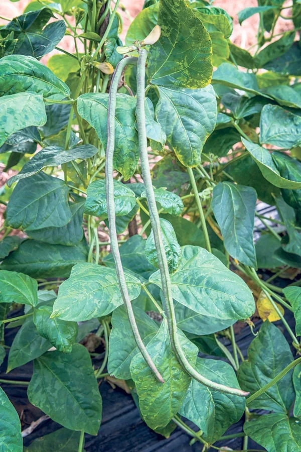 Yard Long Green Bean Seeds - Non-GMO Vegetable Seeds, 12-16" Pods - Image 2
