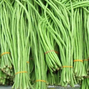 Yard Long Green Bean Seeds - Non-GMO Vegetable Seeds, 12-16