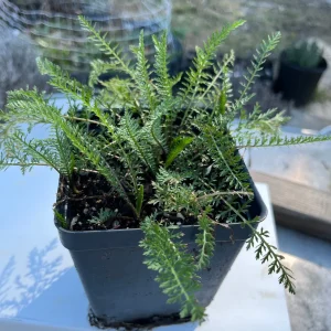 Yarrow Achillea Millefolium Live Plant – Organically Grown – 3.5 inch Pot - Image 2