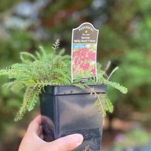 Yarrow Achillea Millefolium Live Plant – Organically Grown – 3.5 inch Pot - Image 4