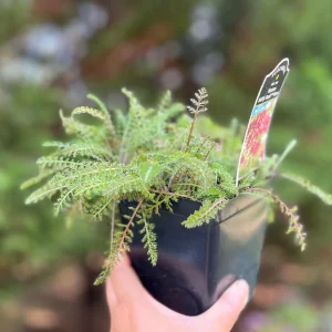 Yarrow Achillea Millefolium Live Plant – Organically Grown – 3.5 inch Pot - Image 5