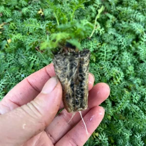 Yarrow Live Plant (Achillea Millefolium) - Healthy Starter, Perennial, Full Sun - Image 3