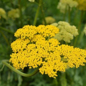 Yarrow Live Plant (Achillea Millefolium) - Healthy Starter, Perennial, Full Sun - Image 7