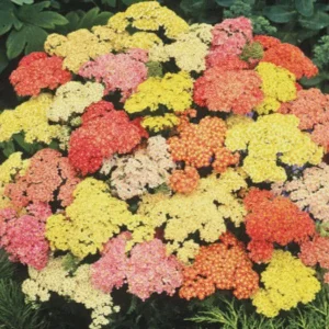 Yarrow Live Plant Achillea Millefolium - Perennial Herb for Pollinator & Cut Flower Gardens, Hardy Zones 3-9 - Image 3