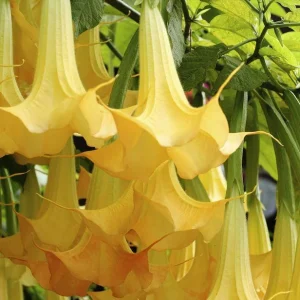 Yellow Angel Trumpet Live Plant - Fragrant Tropical Brugmansia, 4-inch Pot - Image 2