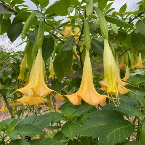 Yellow Angel Trumpet Live Plant - Fragrant Tropical Brugmansia, 4-inch Pot - Image 1