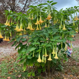 Yellow Angel Trumpet Live Plant - Fragrant Tropical Brugmansia, 4-inch Pot - Image 4