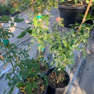 Yellow Banksia Rose (Rosa Banksiae 'Lutea') Climbing Live Plant - 1-2 ft Tall in 6