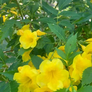 Yellow Bells Live Plant (Tecoma stans) – 12